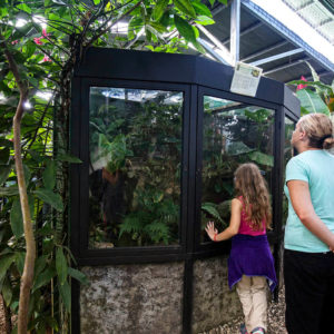 The tour consists of an exhibition of 28 frogs and toads species