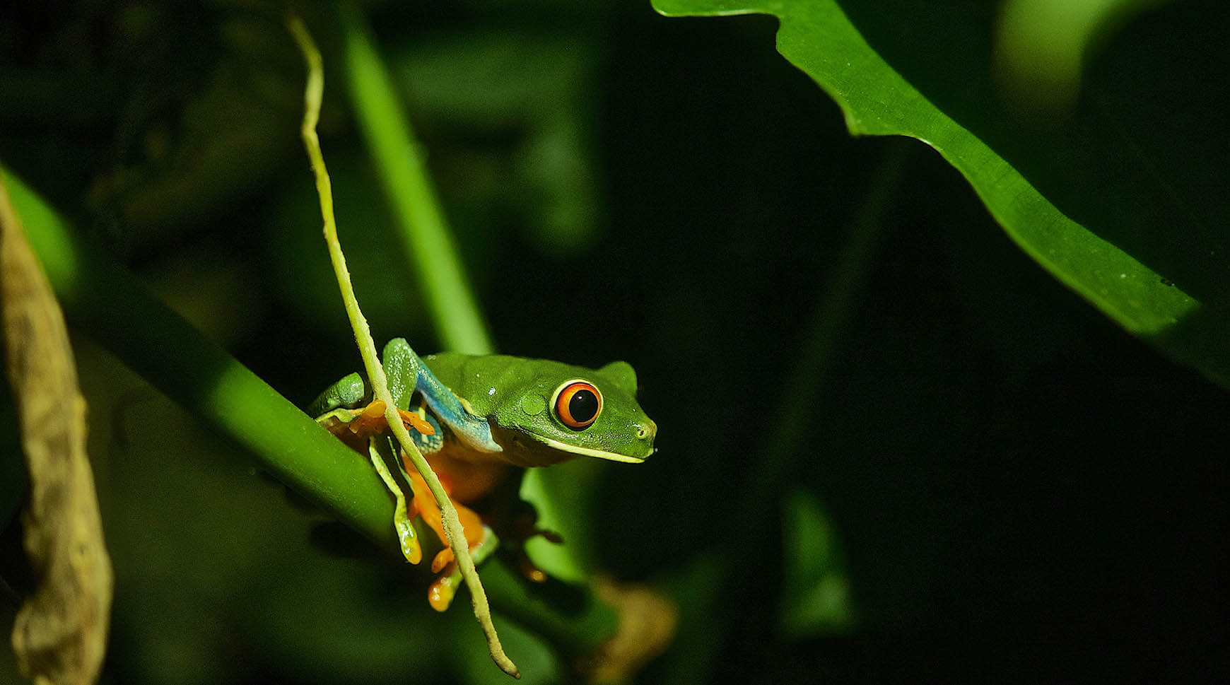 The tour consists of an exhibition of 28 frogs and toads species